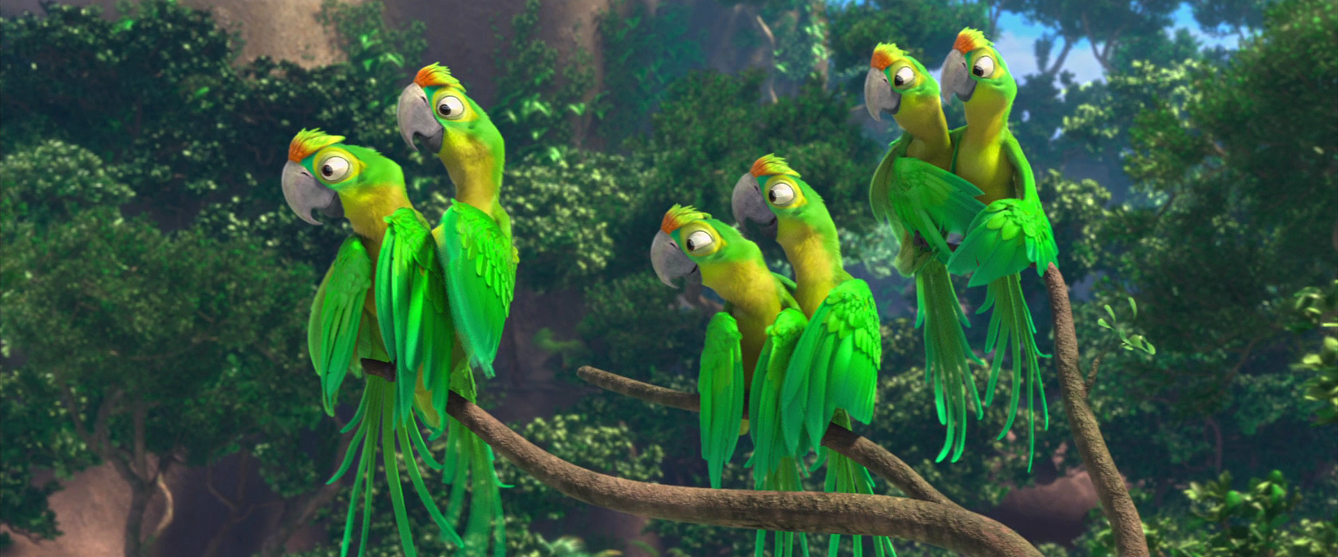 birds rio birds rio