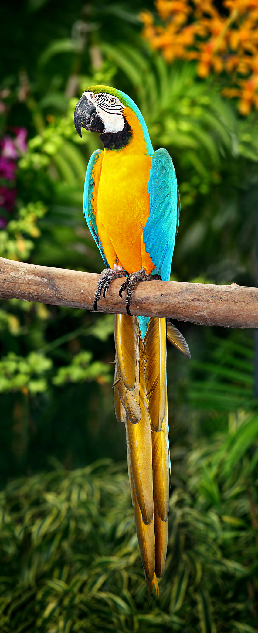 Blue-and-gold Macaw | Rio Wiki | FANDOM powered by Wikia