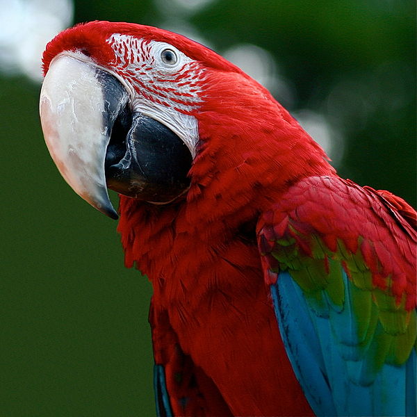 Macaw | Rio Wiki | FANDOM powered by Wikia