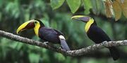 Pairoftoucan