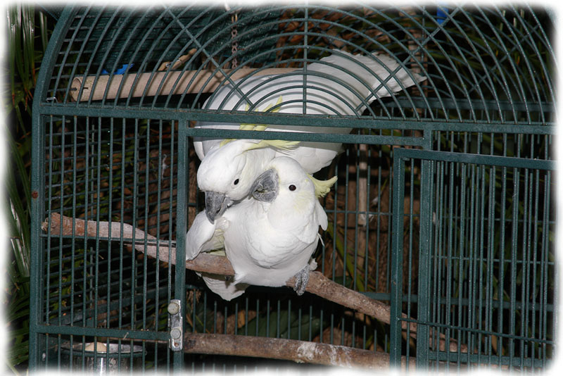 Sulphur-crested Cockatoo | Rio Wiki | FANDOM powered by Wikia