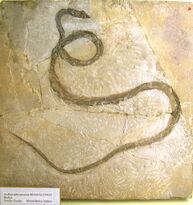 Naturkundemuseum Berlin - Archaeophis proavus Massalongo - Monte Bolca