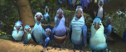 Spix's Family