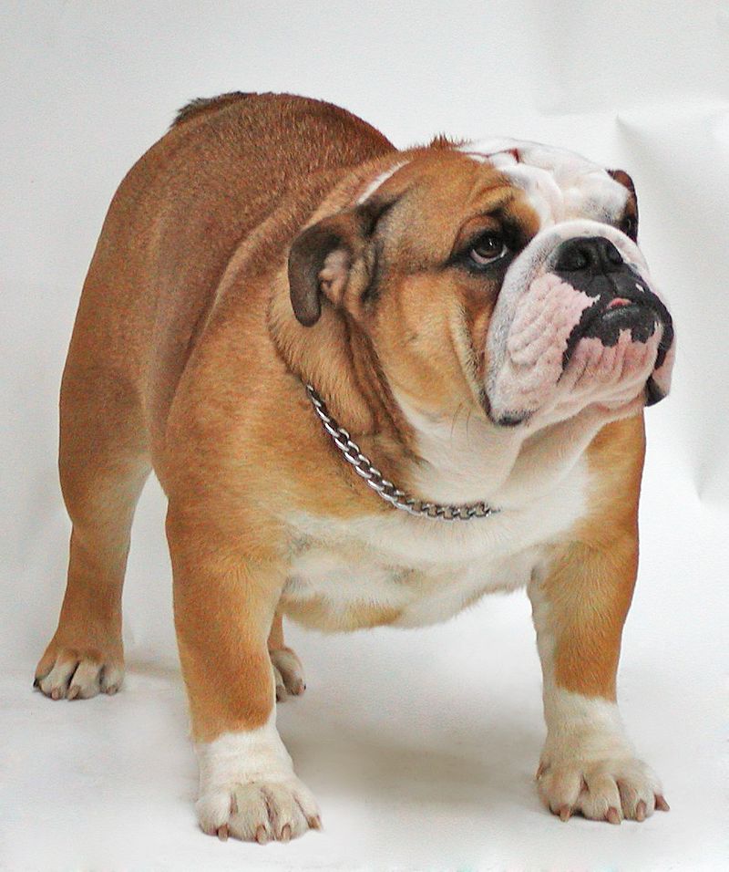 Best Bulldog From Rio in 2023 Learn more here 