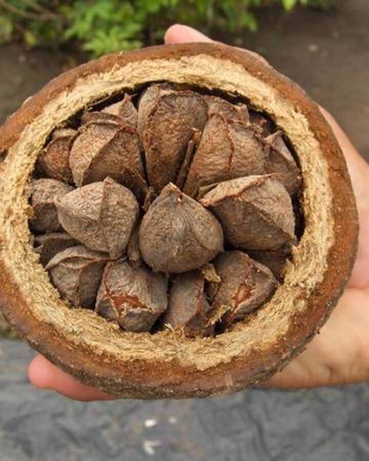 picture of brazil nuts