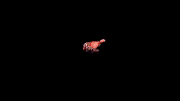 RiotGames Animated Files GIF