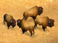 Bison