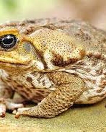 Cane Toad River Monsters Wiki Fandom