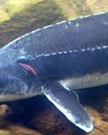 Chinese Sturgeon River Monsters Wiki Fandom