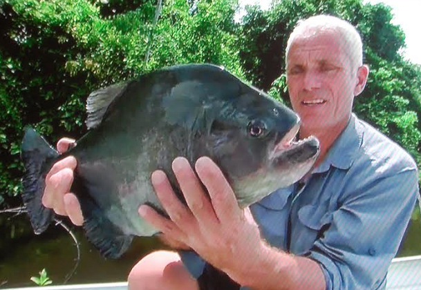 Black Piranha | River Monsters Wiki | FANDOM powered by Wikia