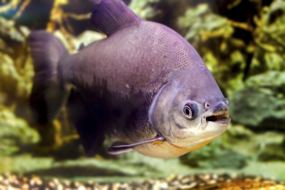 image 1200 477249276 pacu fish jpg river monsters wiki fandom
