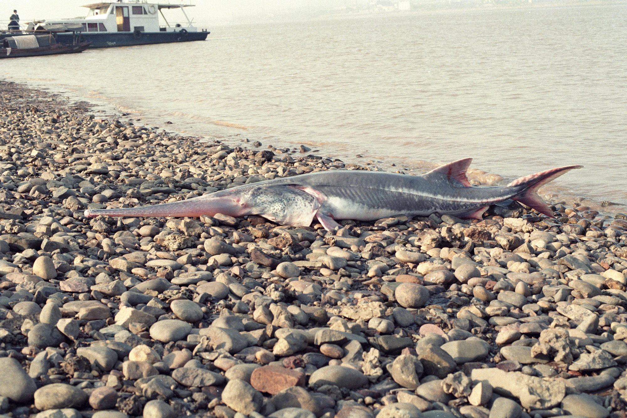 Chinese Paddlefish River Monsters Wiki Fandom