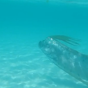 Oarfish River Monsters Wiki Fandom