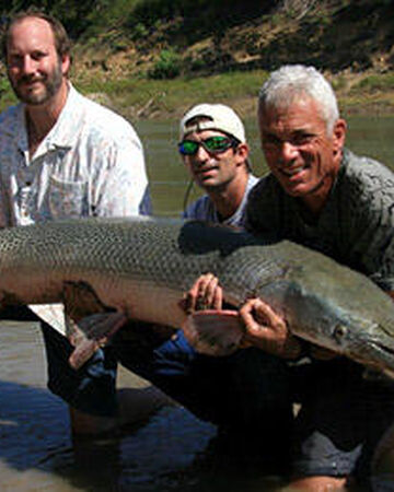 Alligator Gar River Monsters Wiki Fandom