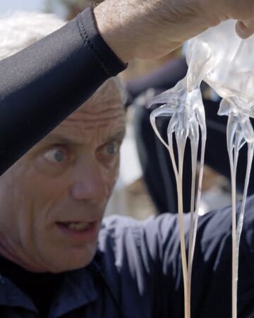 Box Jellyfish River Monsters Wiki Fandom