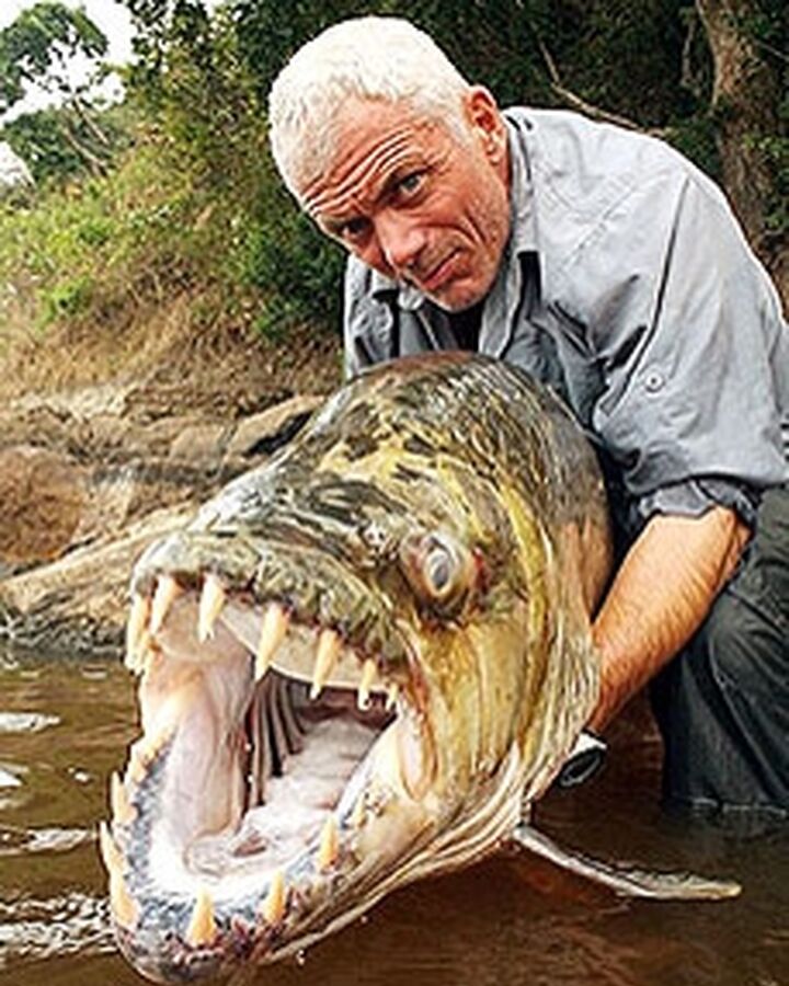 Goliath Tiger Fish River Monsters Wiki Fandom