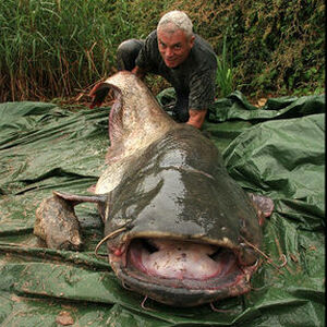 Wels Catfish River Monsters Wiki Fandom