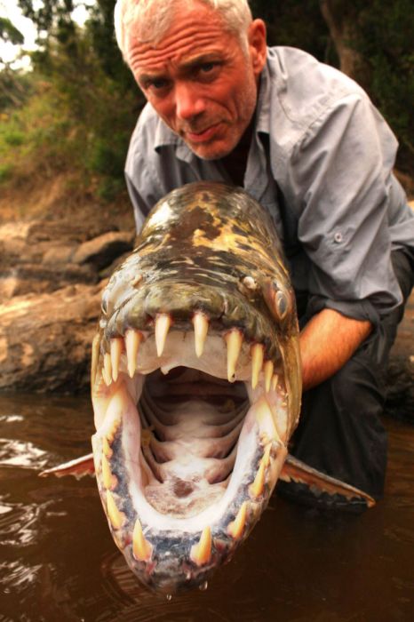 Goliath Tiger Fish River Monsters Wiki Fandom