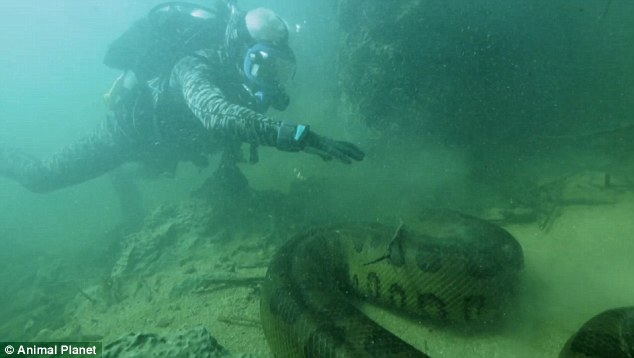 Green Anaconda  River Monsters Wiki  FANDOM powered by Wikia