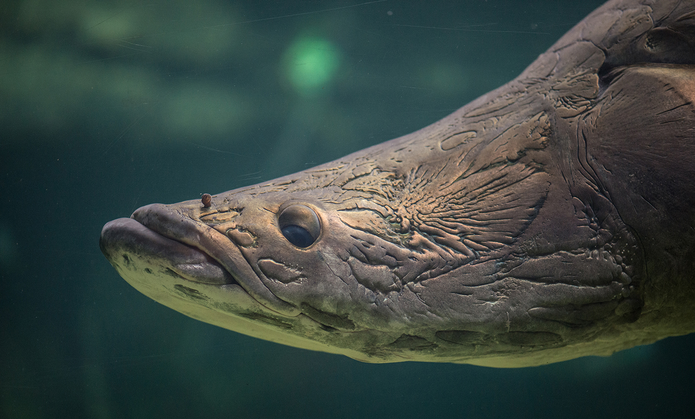 wolf eel vs wolf fish wolf eel vs wolf fish