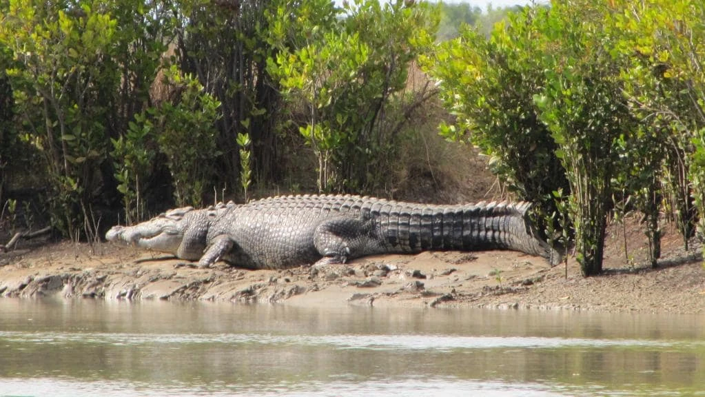 show me a picture of a saltwater crocodile