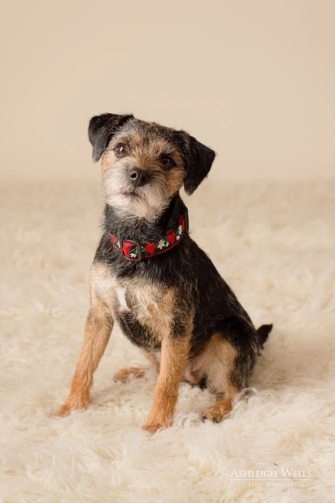 Gidget Wonder Wiki FANDOM powered by Wikia