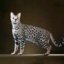 Savannah