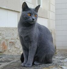 Chartreux-Images