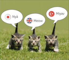 Як перекладається - мяу, кошатники і котолюба вікі вікі, fandom powered by wikia