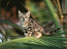 Sokoke kitten