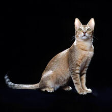 Ceylon cat
