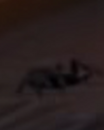 Spiders Roblox Camping Wiki Fandom