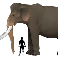 Palaeoloxodon Namadicus Roblox Cenozoic Survival Wiki Fandom