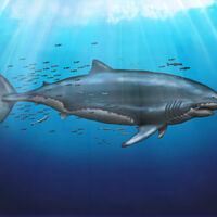 Megalodon Roblox Cenozoic Survival Wiki Fandom - shark survival new roblox