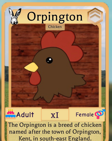 Orpington Chicken Roblox Farm World Wiki Fandom - the rooster roblox