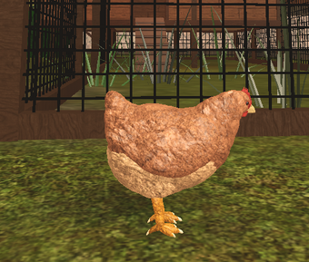 Orpington Chicken Roblox Farm World Wiki Fandom - silkie chicken roblox farm world wiki fandom