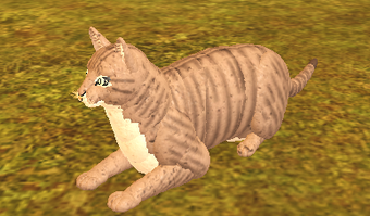 Mackerel Tabby Roblox Farm World Wiki Fandom - roblox farm world cats