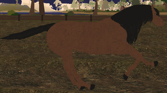 Roblox Horse World All Secret Places