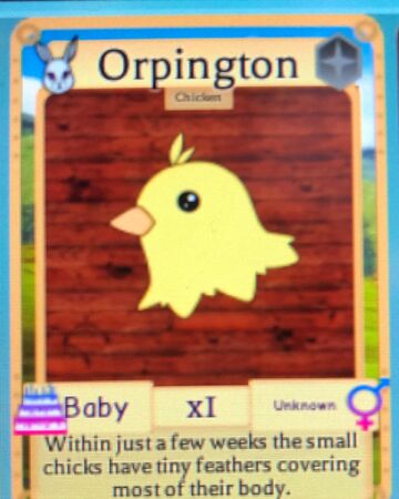 roblox farm world hawk Chick Roblox Farm World Wiki Fandom