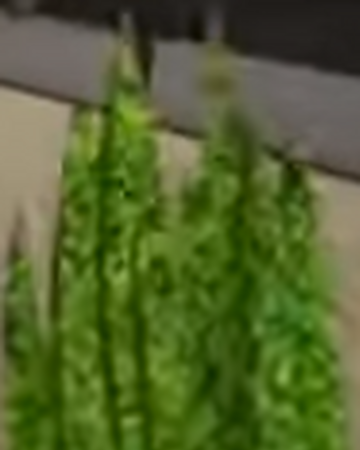 Roblox Old Grass