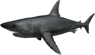 Shark Roblox Shark Bite Wiki Fandom - the shark roblox