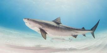 Upcoming Updates Roblox Shark Bite Wiki Fandom - sharkbite roblox codes 2020 april