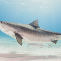 Upcoming Updates Roblox Shark Bite Wiki Fandom