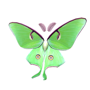 Dreamy Luna Moth Wings Roblox Wikia Fandom Powered By Wikia - moth roblox