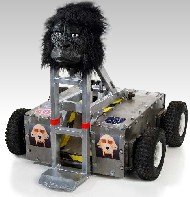 Killa Gorilla