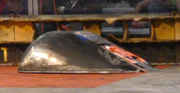 Mouse RoboGames