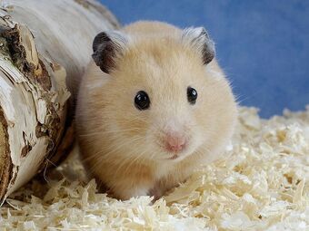 golden hamster care