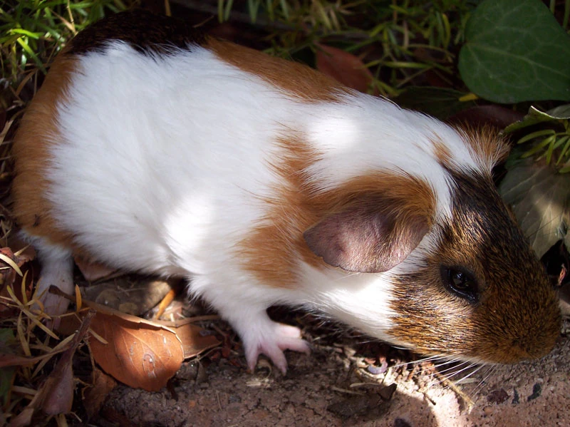 Guinea pig Rodent Care Wiki Fandom