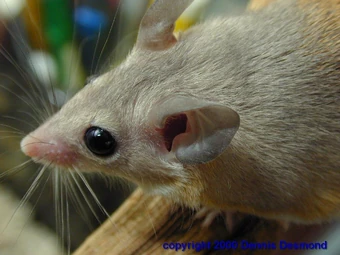 exotic mice