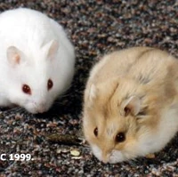 fat winter white hamster